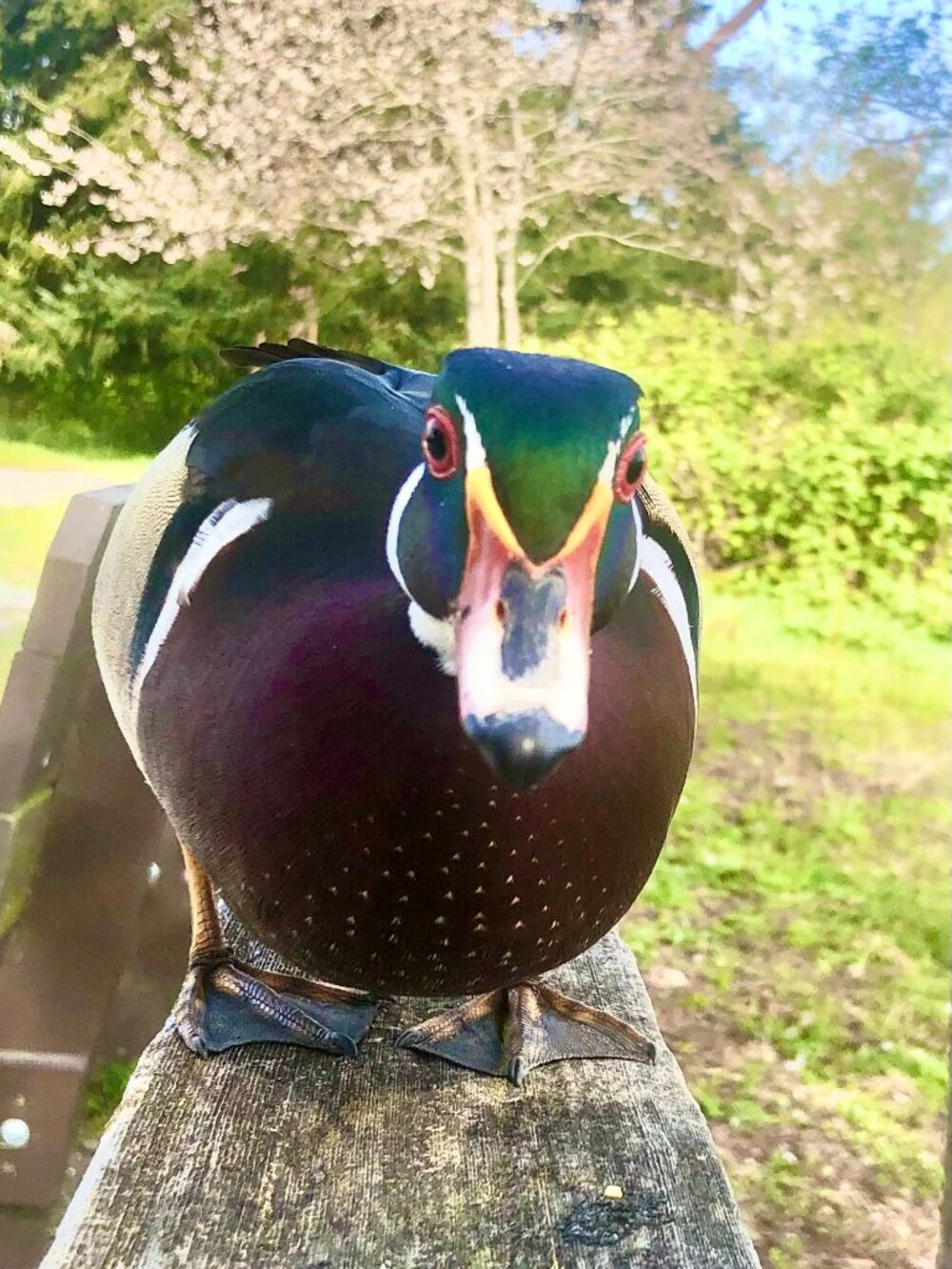 Meet your Posher, Betty-jo